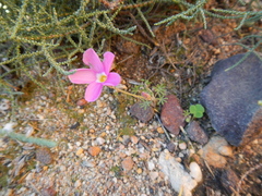 Oxalis engleriana