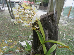 Epidendrum stamfordianum
