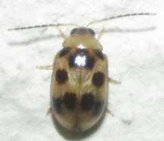 Afromaculepta decemmaculata
