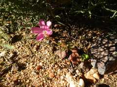 Oxalis engleriana