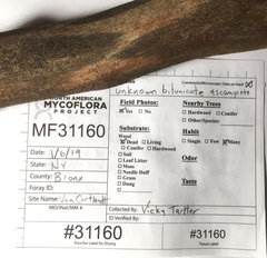 Splanchnonema platani