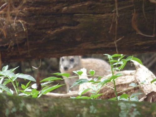 Parma Wallaby