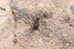 Aphidoidea