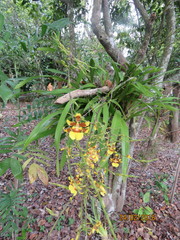 Oncidium sphacelatum