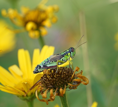 Green Mountain Grasshopper, Tyrnau, Österreich, photo 9 of 10