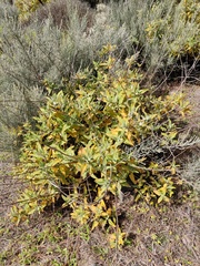Canary Island Sage (Salvia canariensis)