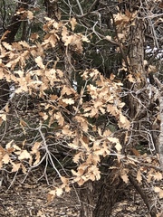 Quercus × undulata