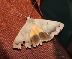 Ophiusa dianaris