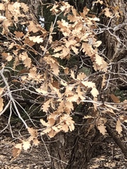 Quercus × undulata