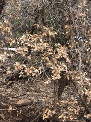 Quercus × undulata