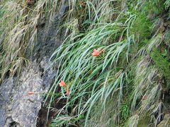 Gladiolus cardinalis
