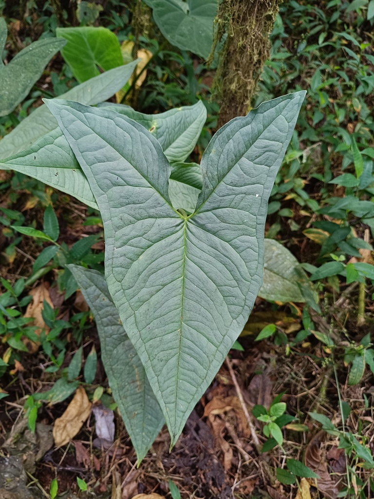 Chlorospatha carchiensis