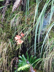 Gladiolus cardinalis