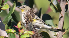 Setophaga coronata