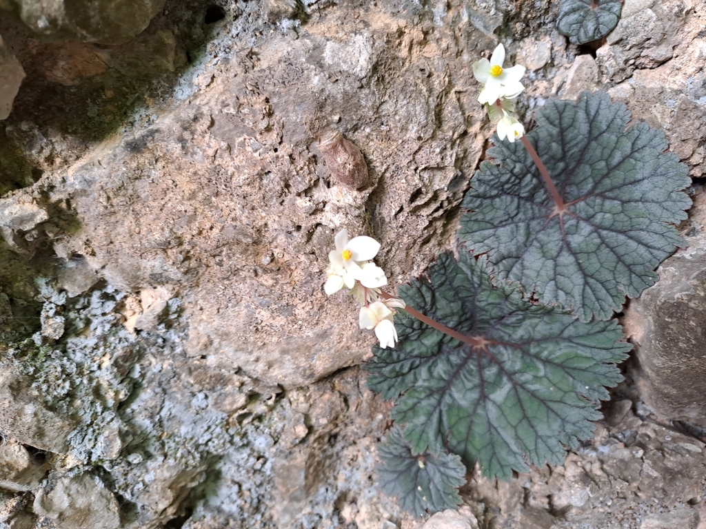Begonia ostulensis