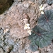 Begonia ostulensis - Photo (c) mrlitio, algunos derechos reservados (CC BY-NC)