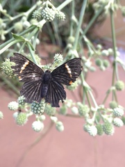 Riodina lycisca