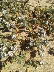Euphorbia leucophylla