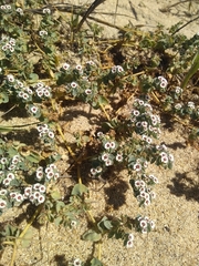 Euphorbia leucophylla