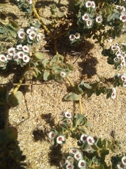 Euphorbia leucophylla