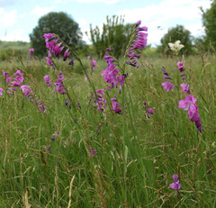 Gladiolus imbricatus