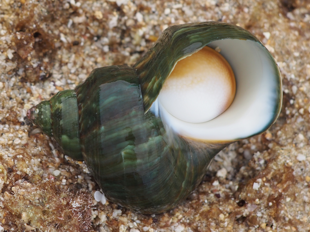 Turban Snails