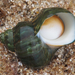 Turban Snails - Photo (c) Wendy Feltham, some rights reserved (CC BY-NC), uploaded by Wendy Feltham