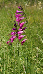 Gladiolus imbricatus