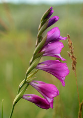 Gladiolus imbricatus
