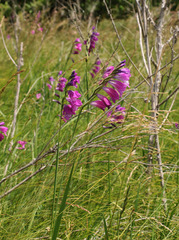 Gladiolus imbricatus