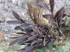 Epidendrum galeottianum
