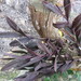 Epidendrum galeottianum - Photo (c) alvaroobregon, algunos derechos reservados (CC BY-NC)