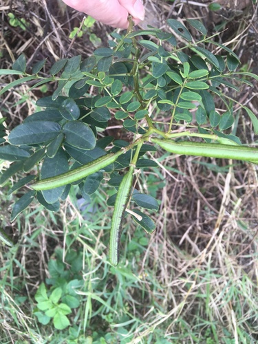 Senna sophera iNat (3)