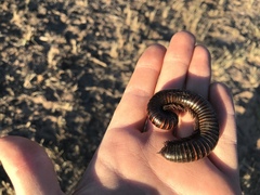 Archispirostreptus gigas