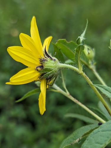 Image of Helianthus giganteus by (c) Tom Sisan, some rights reserved (CC BY-SA)