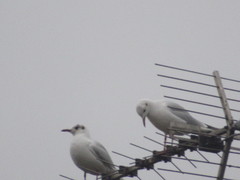 Chroicocephalus ridibundus