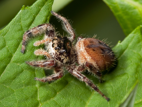 Brilliant Jumping Spider