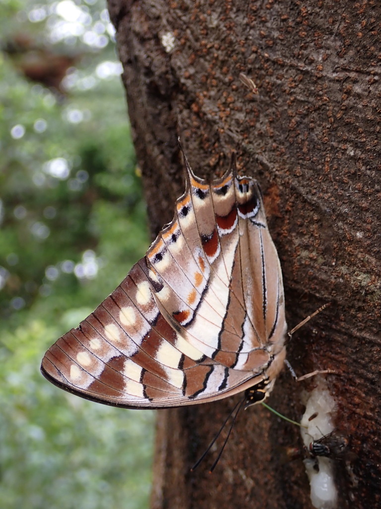 Polyura sacco