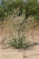 Tragopogon tanaiticus
