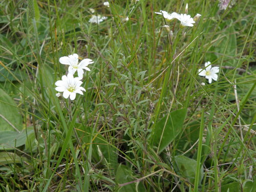 Cerastium arvense iNat (2)