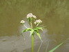 Valeriana wolgensis - Photo (c) Alexey P. Seregin, some rights reserved (CC BY-NC), uploaded by Alexey P. Seregin
