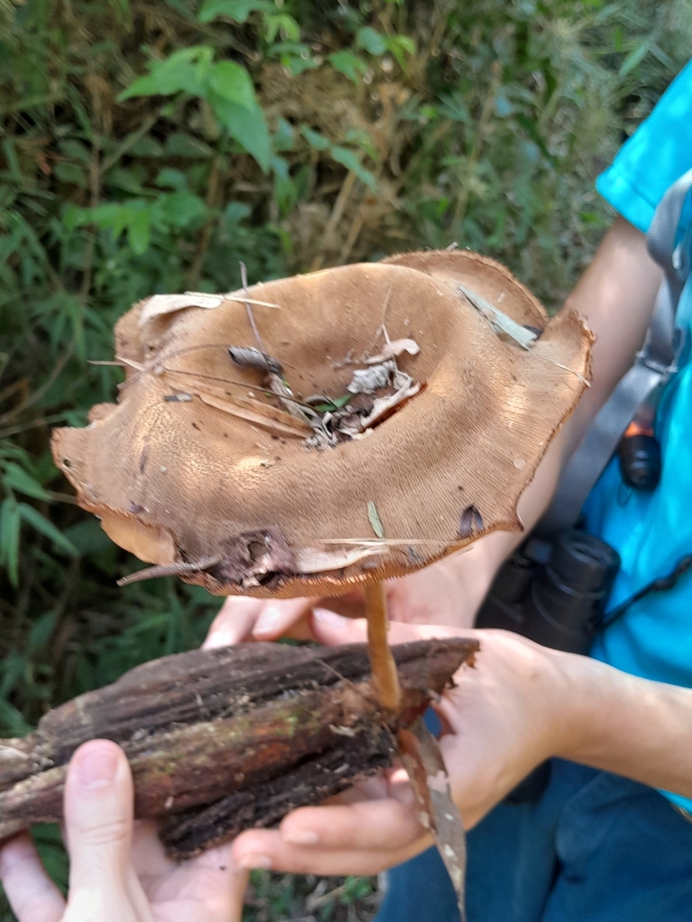Panus velutinus · July 2023 · photo: © demianlescano (iNaturalist, cc0)
