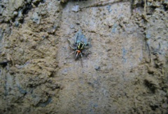 Corythalia tristriata