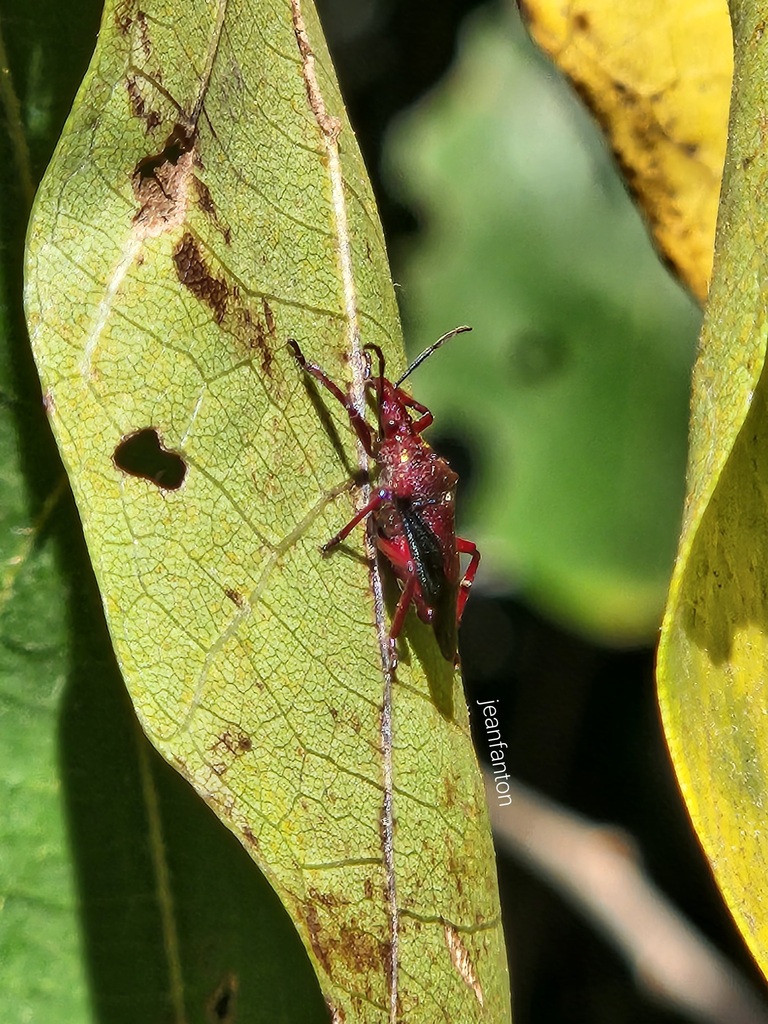 Heteroscelis servillii
