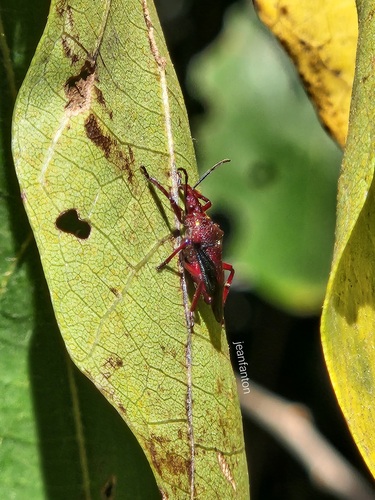 Heteroscelis servillii