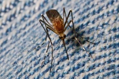 Aedes canadensis