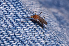 Aedes canadensis