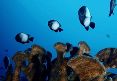 Pocillopora grandis