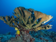 Pocillopora grandis