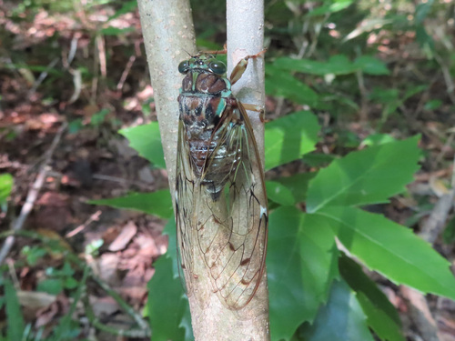 Evening Cicada photo 5